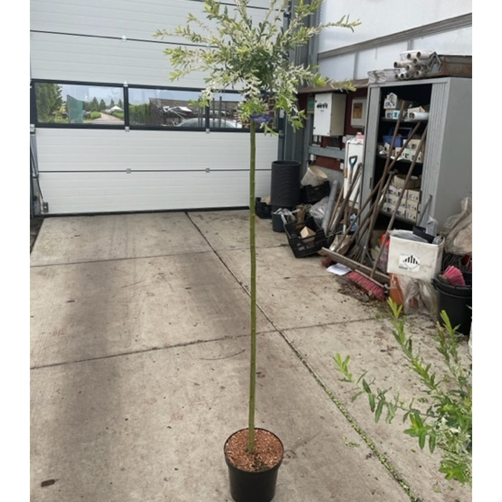 Japansk vide – Salix integra 'Hakuro-nishiki' - 150 CM Stem C7.5
